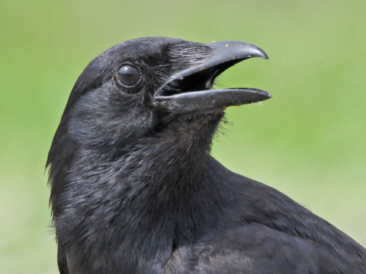 Fish Crow