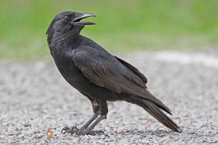Fish Crow
