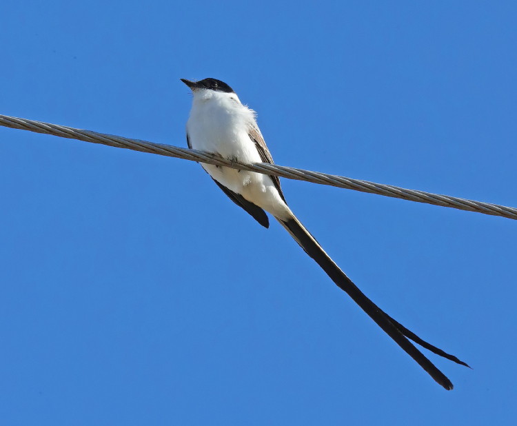 Fork-tailed Flycatcher