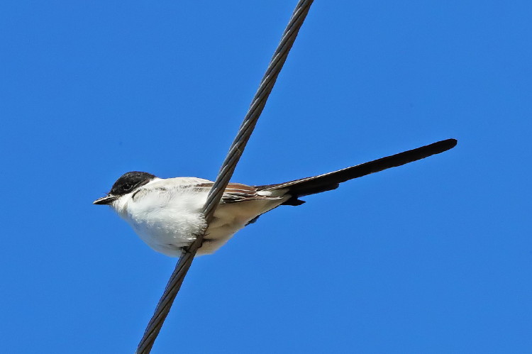 Fork-tailed Flycatcher