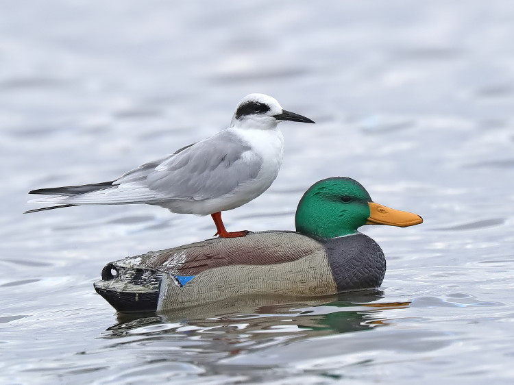 Forster's Tern