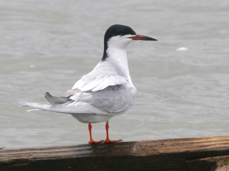 Forster's tern