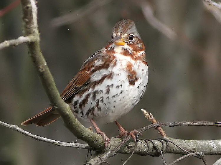 Fox Sparrow