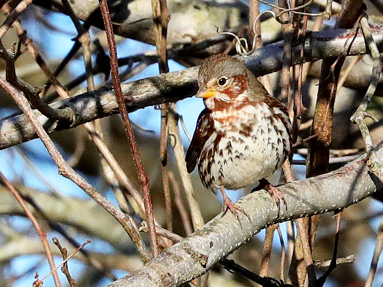 Fox Sparrow