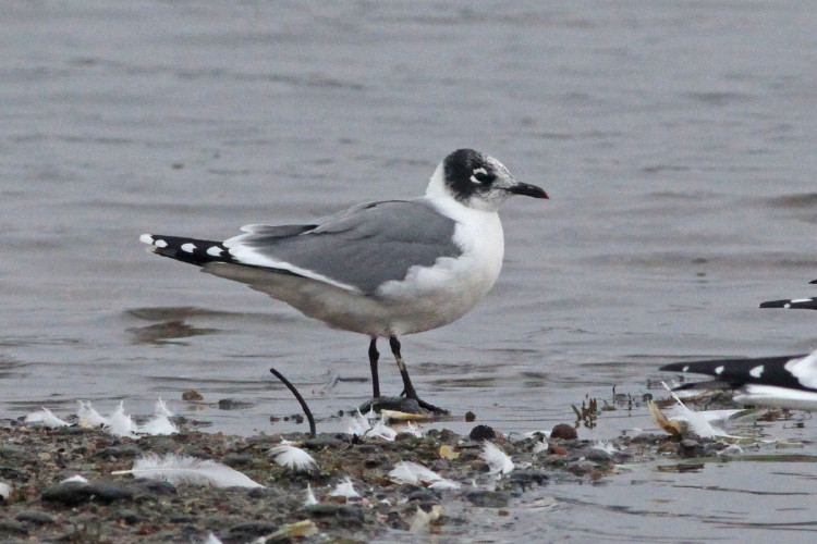 Franklin's Gull