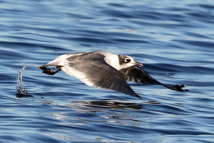 Franklin's Gull