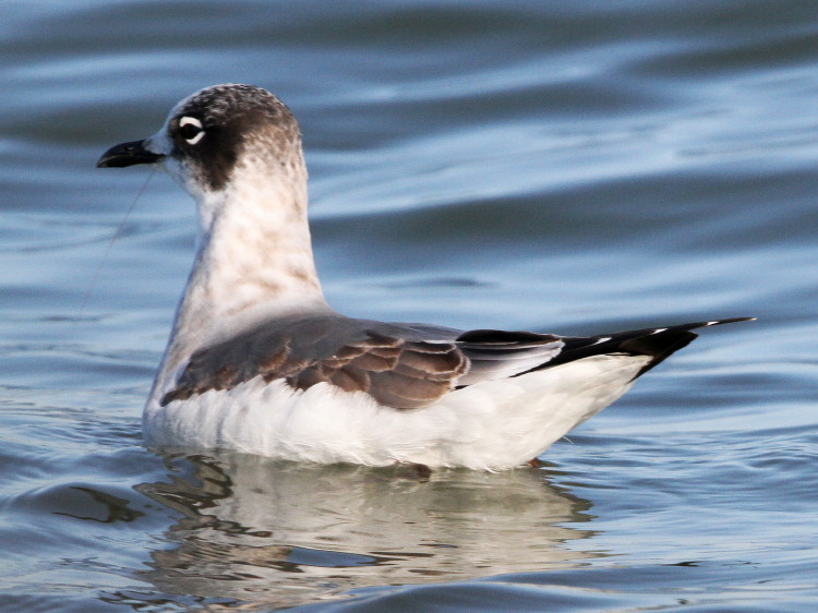 Franklin's Gull