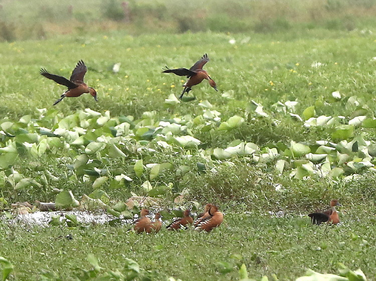Fulvous Whistling-Duck
