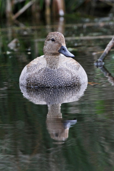 Gadwall