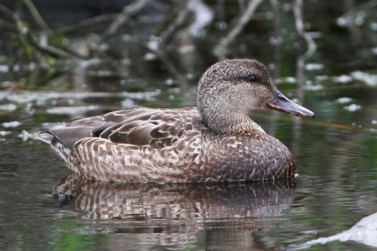 Gadwall