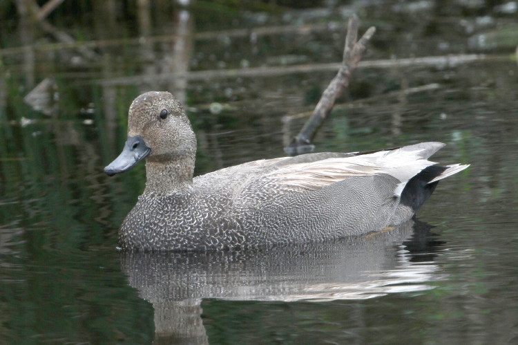 Gadwall