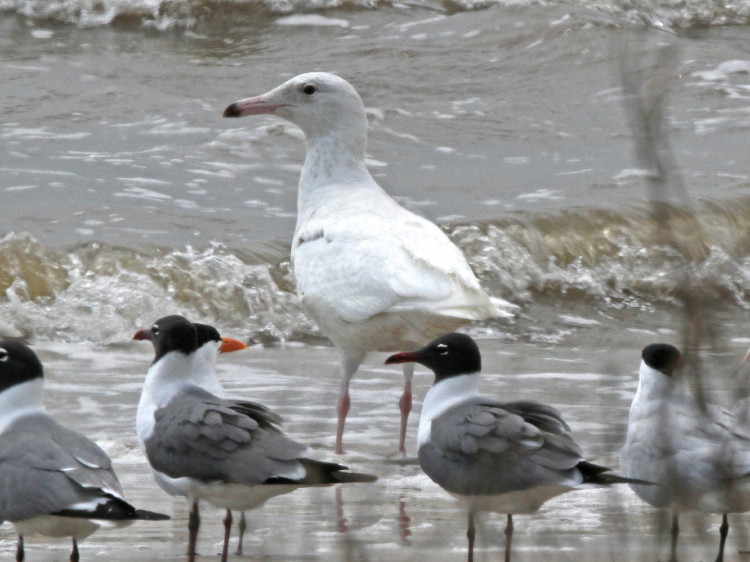 Glaucous Gull