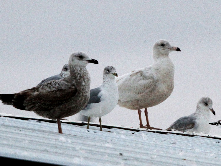 Glaucous Gull