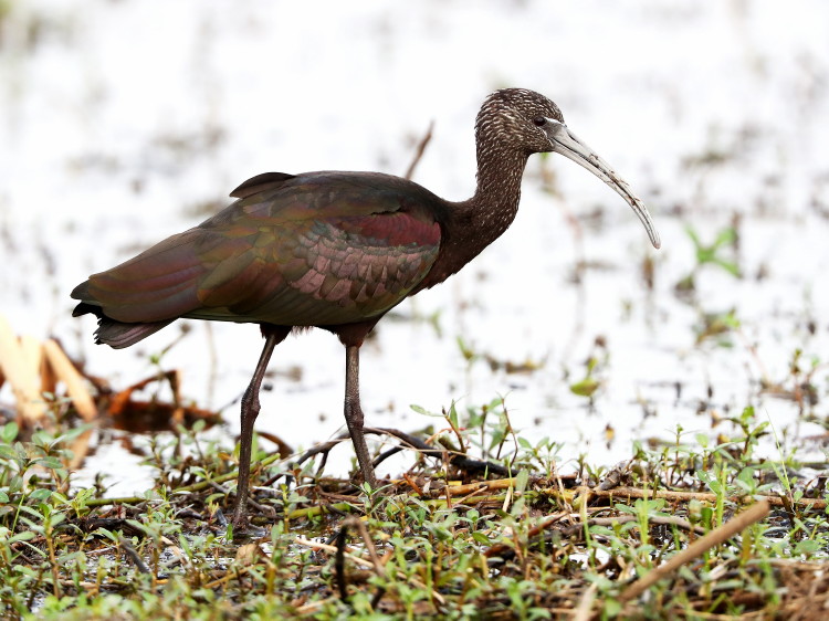 Glossy Ibis