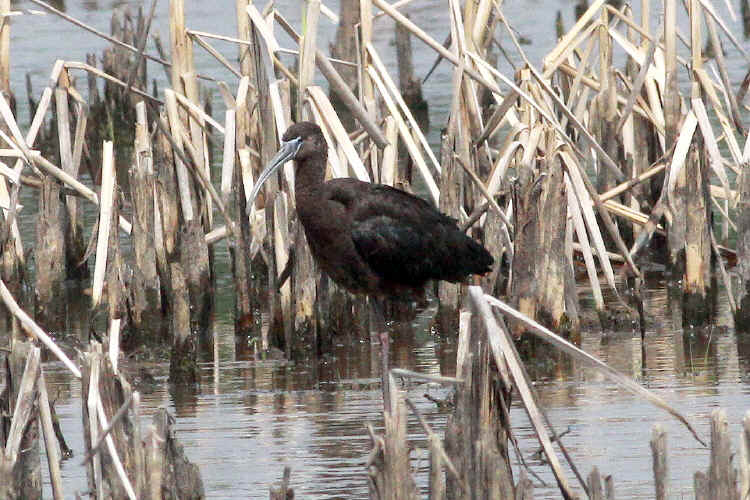 Glossy Ibis