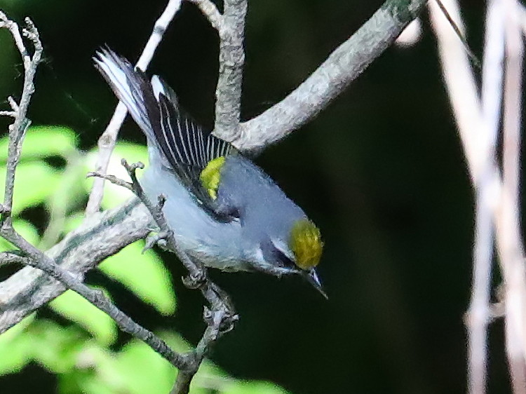 Golden-winged Warbler