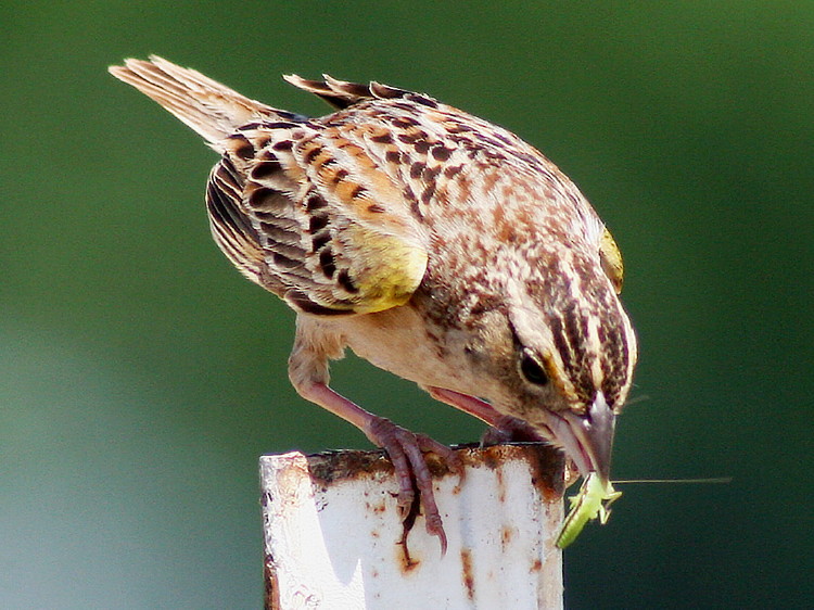 Grasshopper Sparrow