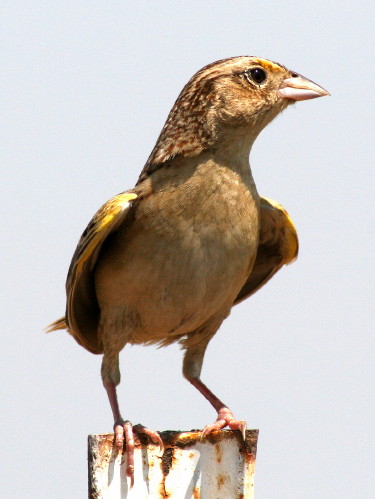 Grasshopper Sparrow