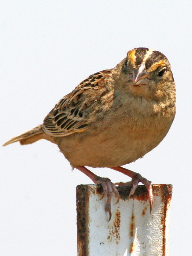 Grasshopper Sparrow