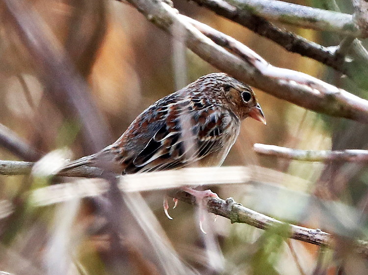 Grasshopper Sparrow