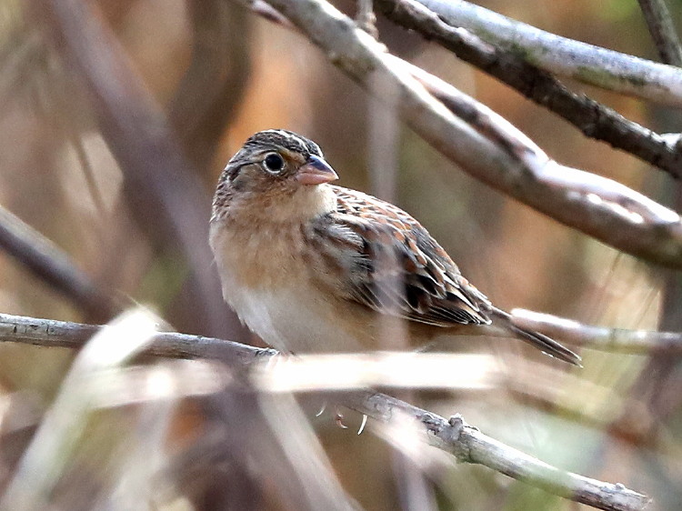 Grasshopper Sparrow