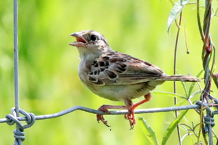 Grasshopper Sparrow