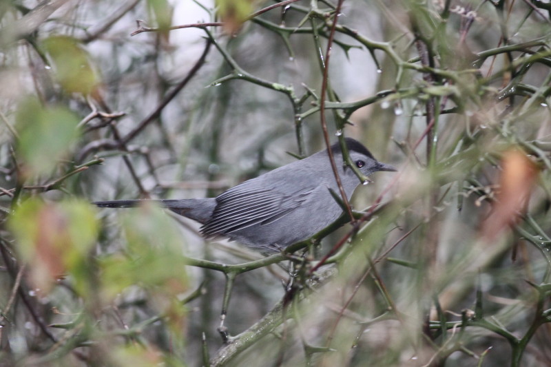 Gray Catbird