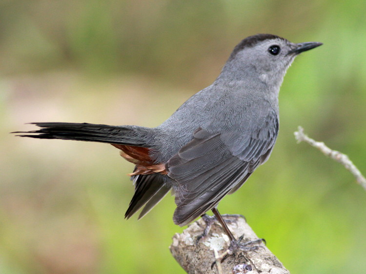 Gray Catbird