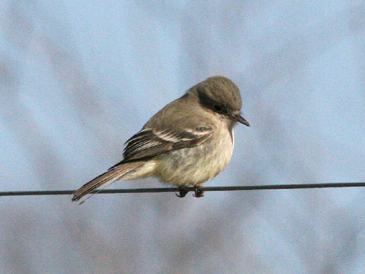 Gray Flycatcher