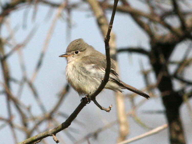 Gray Flycatcher