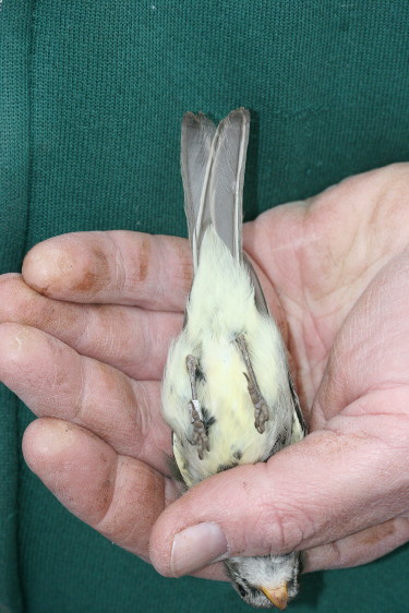 Gray Flycatcher