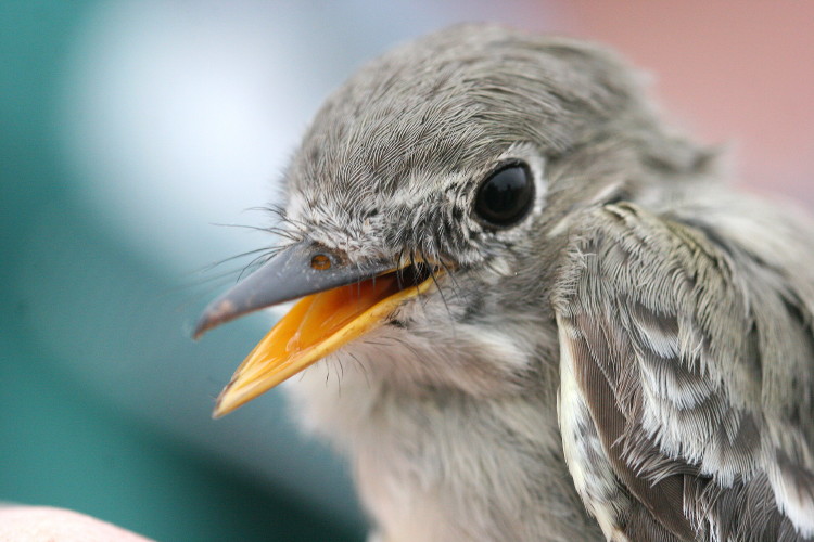 Gray Flycatcher