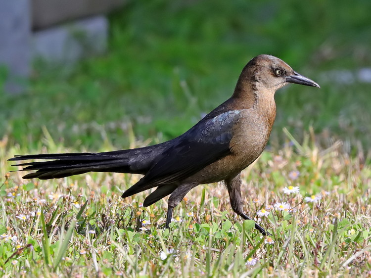 Great-tailed Grackle