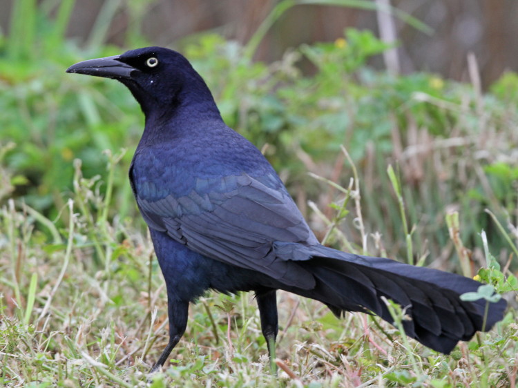 Great-tailed Grackle