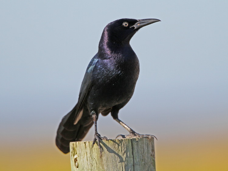 Great-tailed Grackle