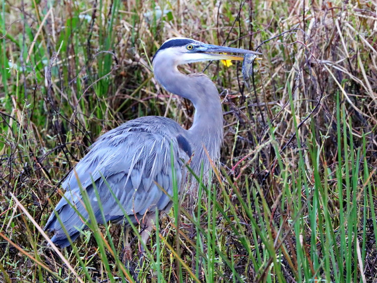 Great Blue Heron