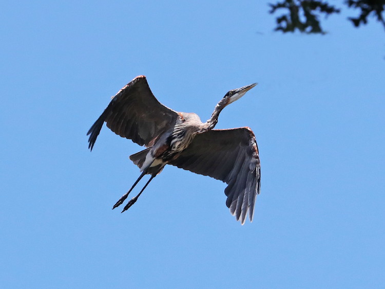 Great Blue Heron