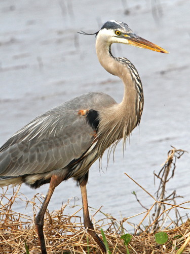 Great Blue Heron