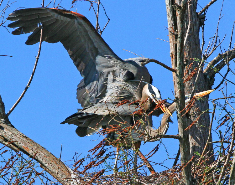 Great Blue Heron