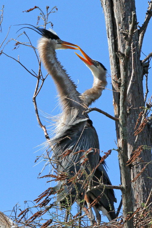Great Blue Heron