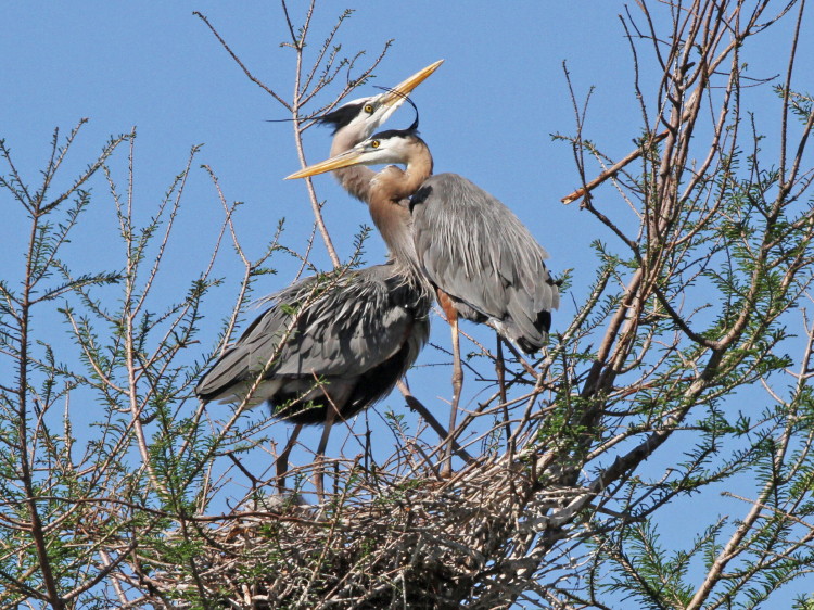 Great Blue Heron