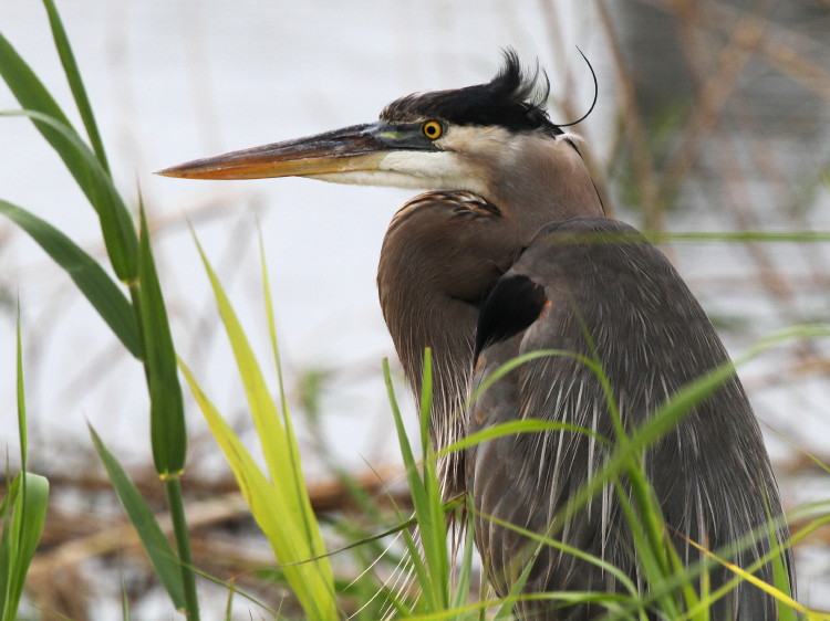 Great Blue Heron