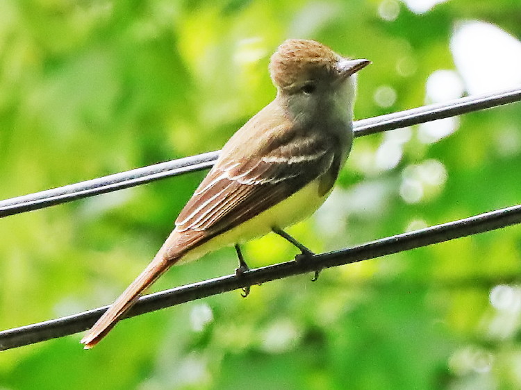 Great Crested Flycatcher
