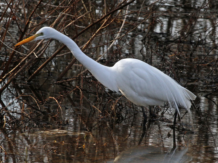 Great Egret