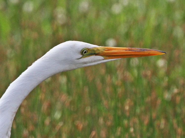 Great Egret
