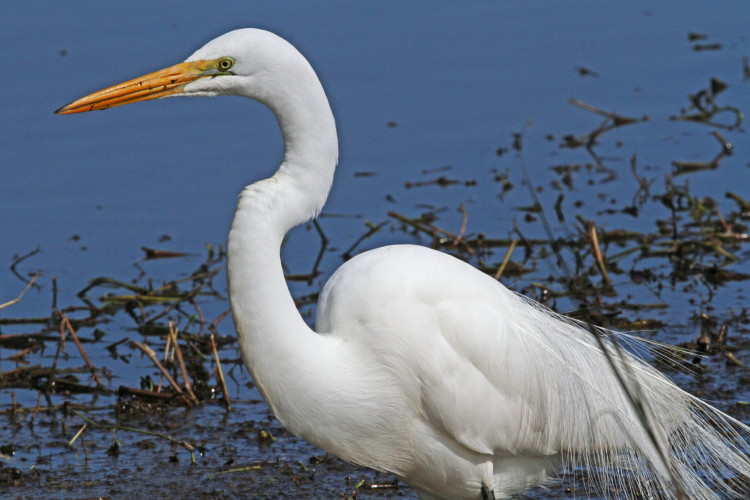 Great Egret