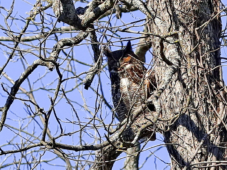 Great Horned Owl