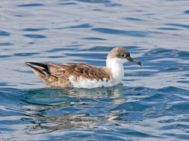 Great Shearwater