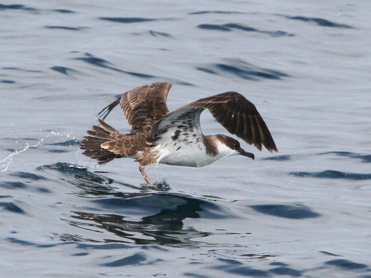 Great Shearwater