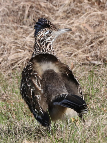 Greater Roadrunner